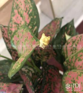 Charm Hồ Ly Chín Đuôi 24K