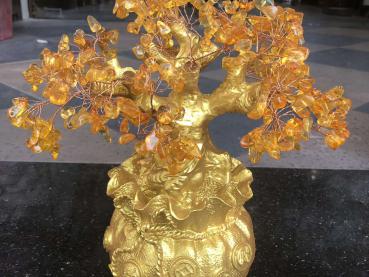 Chọn cây tài lộc để làm ăn thuận lợi, rước may mắn vào nhà