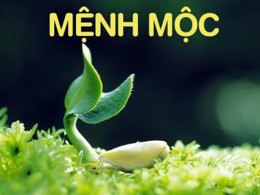 Những vòng đá phong thủy hợp với người mệnh Mộc